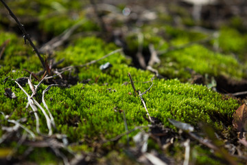 green moss grew on the asphalt