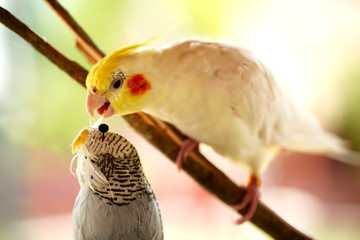 beautiful conure brid on tree branch