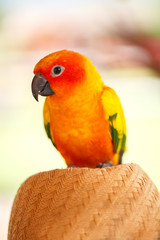 beautiful conure brid on hat