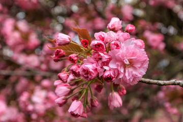 Branches of beautiful blooming pink sakura (flowering cherry) in springtime