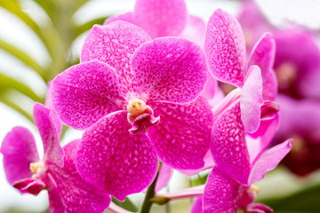Fototapeta na wymiar Beautiful bloom orchids at there tree