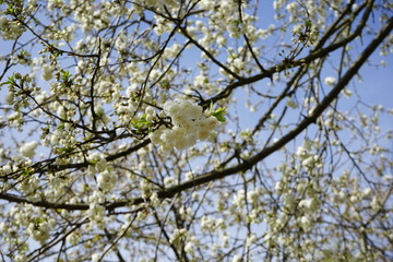 Weiße Kirschblüten im Sonnenlicht