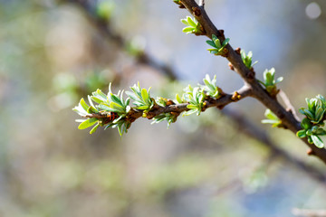 Young seabuckthorn branch with small leaves. Spring in garden. Twig with leaves and thorns.