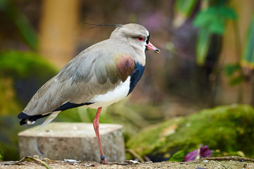 Southern lapwing Bird closeup ( Vanellus chilensis )