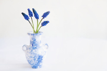 Muscari flowers blue grape hyacinth in vase of blue marble color, isolated on white background