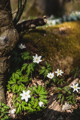 Weisse Blumen Frühling