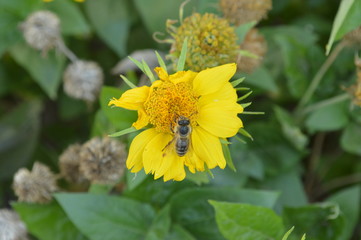 bee on flower
