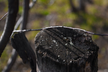 annual rings wood slice old stump branches tree