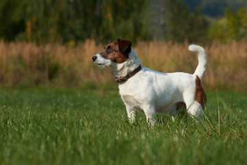 dog runs around the field breed Jack Russell Terrier