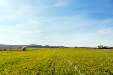 Green Field and Beautiful Sunset