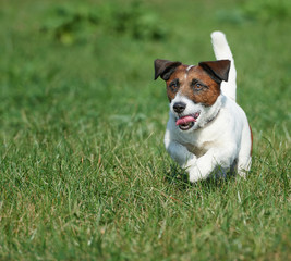 dog runs around the field breed Jack Russell Terrier