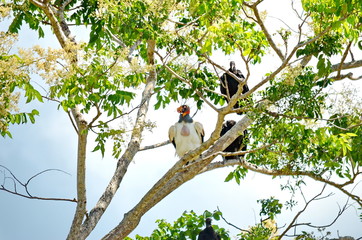 King Vulture sitting in a forest in Costa Rica.