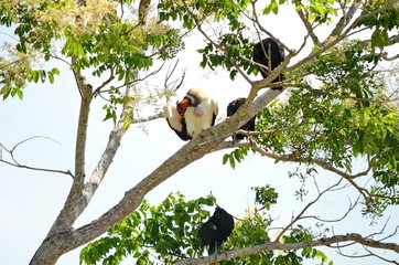 King Vulture sitting in a forest in Costa Rica.