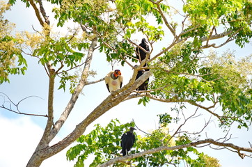 King Vulture sitting in a forest in Costa Rica.