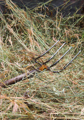 pitchfork in a haystack closeup