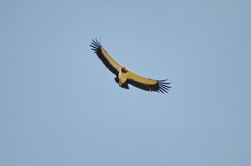 King Vulture in flight in Costa Rica.