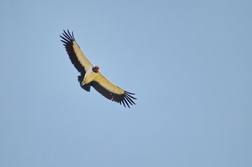 King Vulture in flight in Costa Rica.