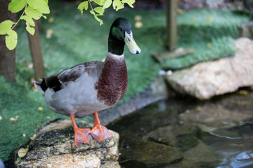 duck on the rock