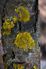 lichen on tree bark wood old yellow gray blue