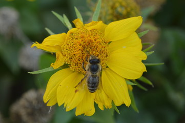 bee on yellow flower