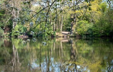 40 Acre Pit, trees reflected in calm lake in Pear Wood next to Stanmore Country Park, Stanmore, Middlesex, UK.