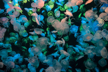 Colorful luminescent jellyfish in an aquarium tank © Brandon