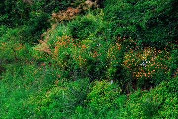 Obraz premium Green and beautiful forest with water vapor