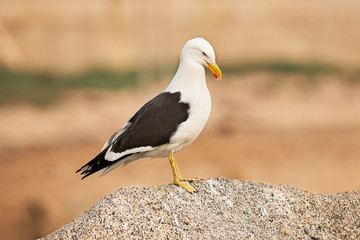seagull on the rock