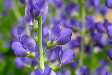 Blue false indigo known as blue wild indigo on a cloudy day in the garden. It is a flowering plant...