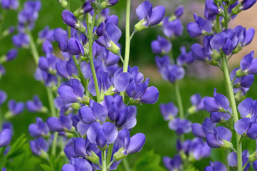 Blue false indigo known as blue wild indigo on a cloudy day in the garden. It is a flowering plant...