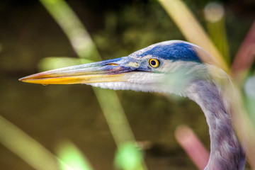 Heron Profile