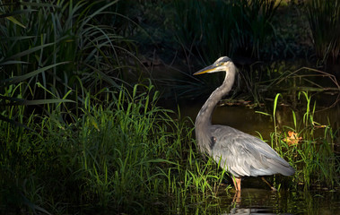 Fototapeta premium Heron at Dusk