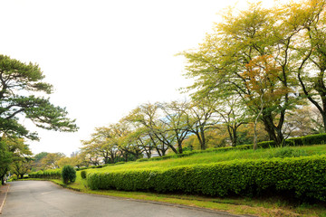 road or street with green tree