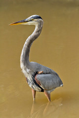 Heron Standing in Water