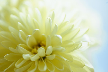 Close up macro photo of light yellow daisy