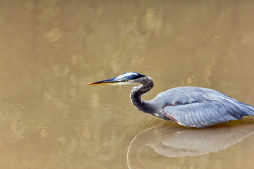 Heron Fishing