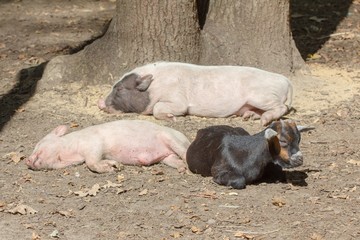 Farm animal piglet young domestic,  pig swine.