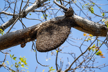 Large beehive with wasps on a tree, close up view
