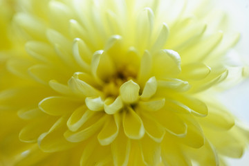 Close up macro photo of light yellow daisy