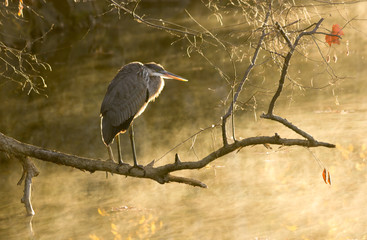 Heron Perched on Limb at Sunrise