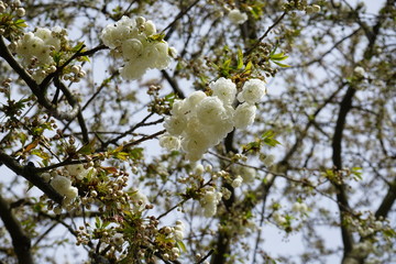 Weiße japanische Kirschblüten im Sonnenlicht
