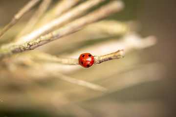 ladybird on a blade of grass
