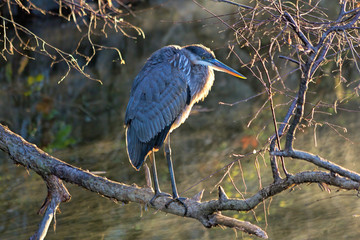 Heron Perched on Limb at Sunrise