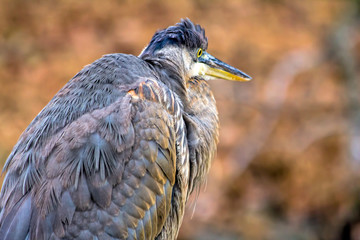 Heron Rear View