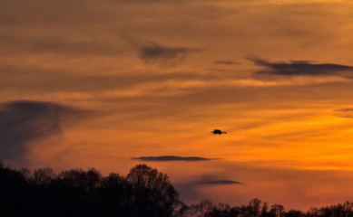 Heron Crossing Orange Sunset