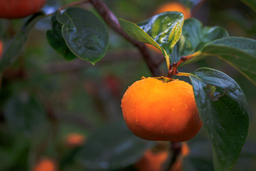 Persimmon on it's tree is beautiful to eat