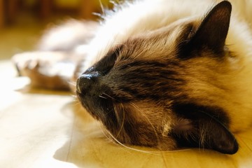 Obraz premium Pretty balinese domestic cat, pet relax, portrait.