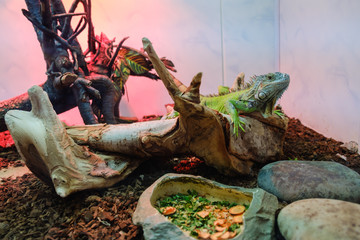 Green Iguana on branch reptile animal lizard