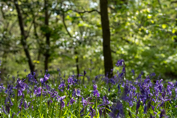 Carpet of bluebells in spring, photographed at Pear Wood next to Standmore Country Park in Stanmore, Middlesex, UK