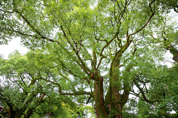 Beautiful big tree in the garden is very strong